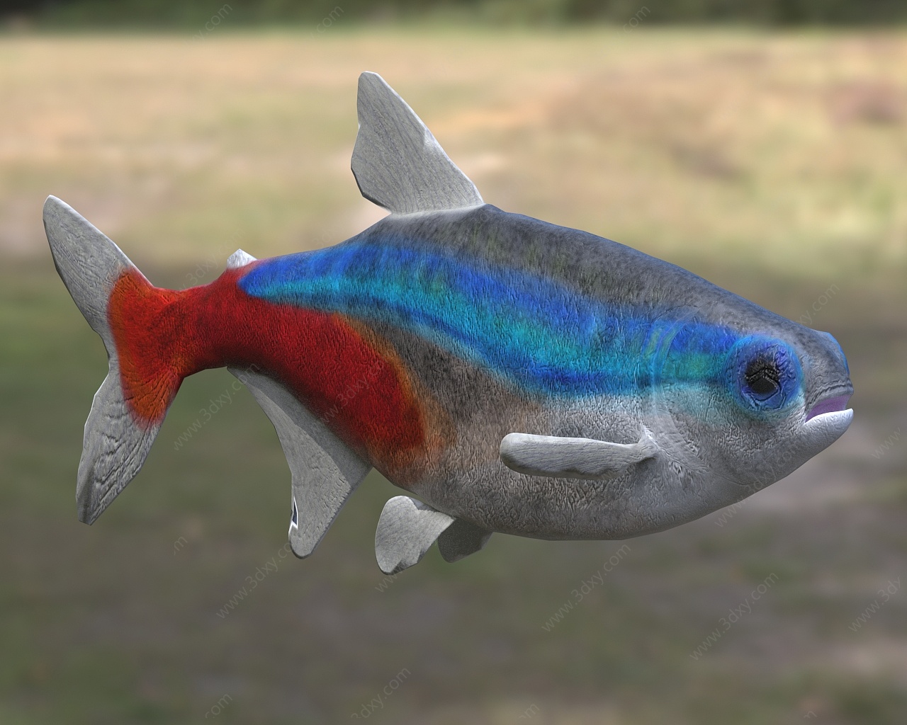 宝莲灯鱼学名日光灯鱼3D模型