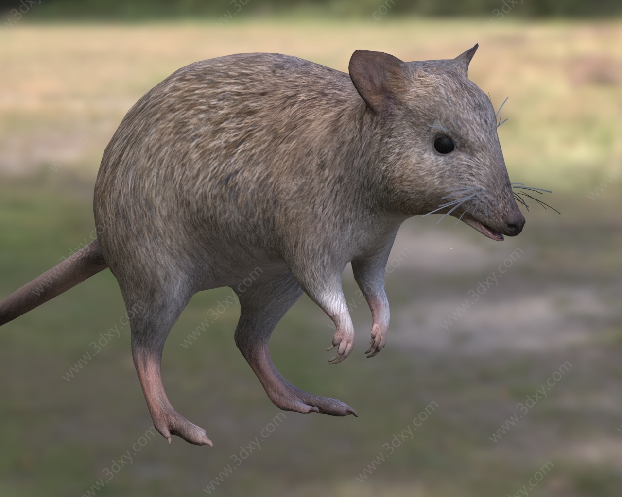 长鼻袋鼠动物3D模型