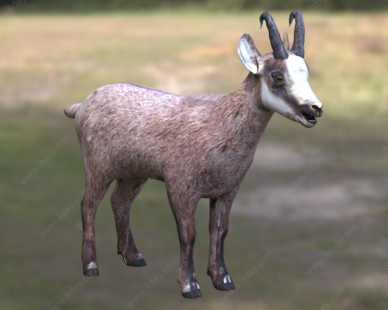 岩羚羊臆羚牛科臆羚属动物3D模型