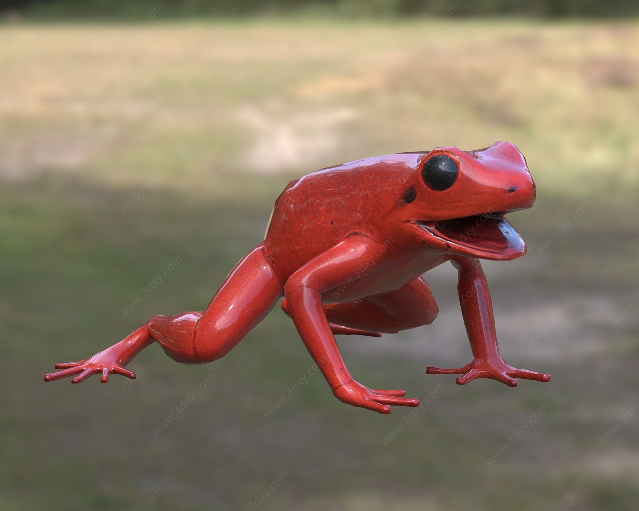 黑耳曼蛙曼蛙科曼蛙属动物3D模型