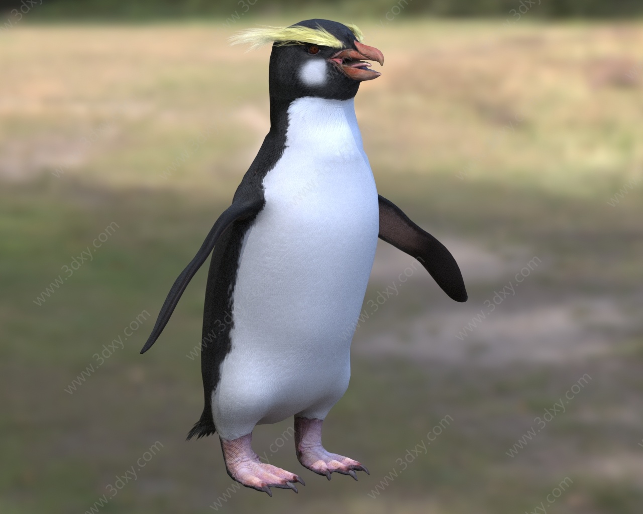黄眉企鹅峡湾企鹅凤冠企鹅3D模型