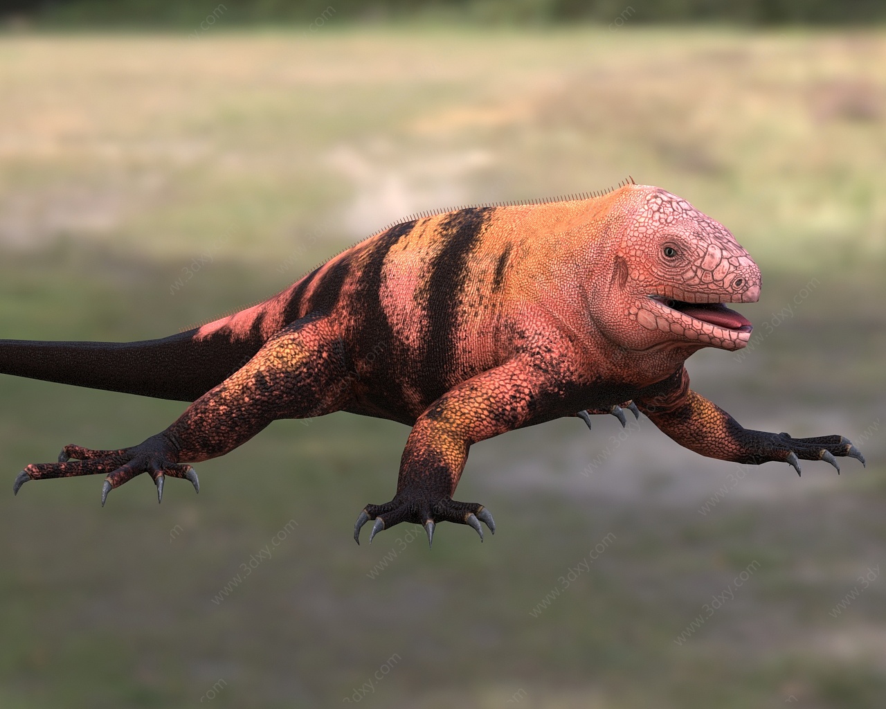 加拉巴戈海鬣蜥鬣蜥科动物3D模型