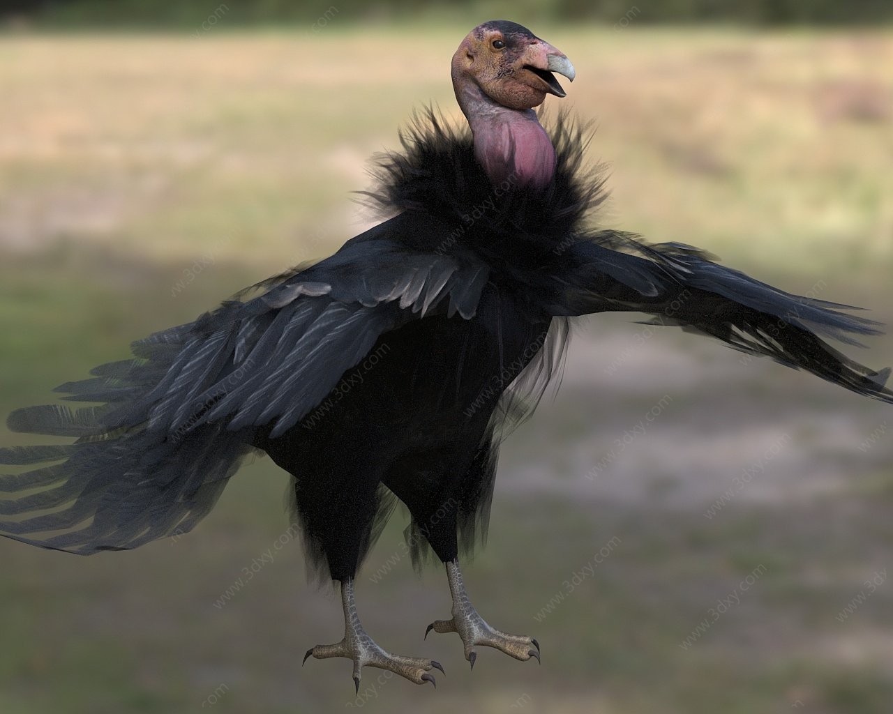 加州兀鹫加利福尼亚神鹰3D模型