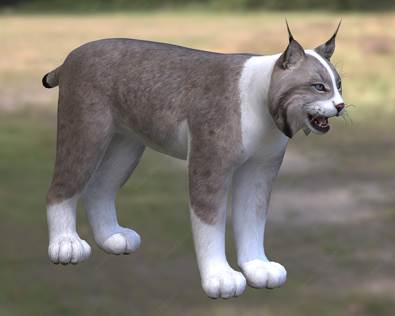 加拿大猞猁北美猞猁山猫3D模型