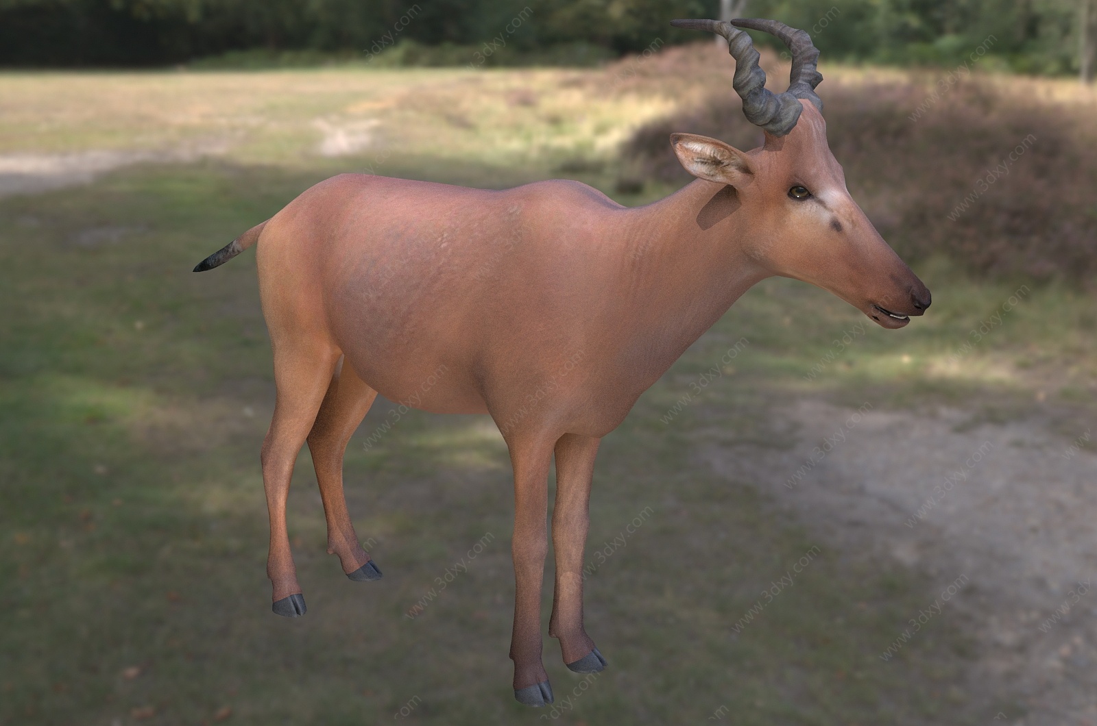 西方羚羊动物3D模型