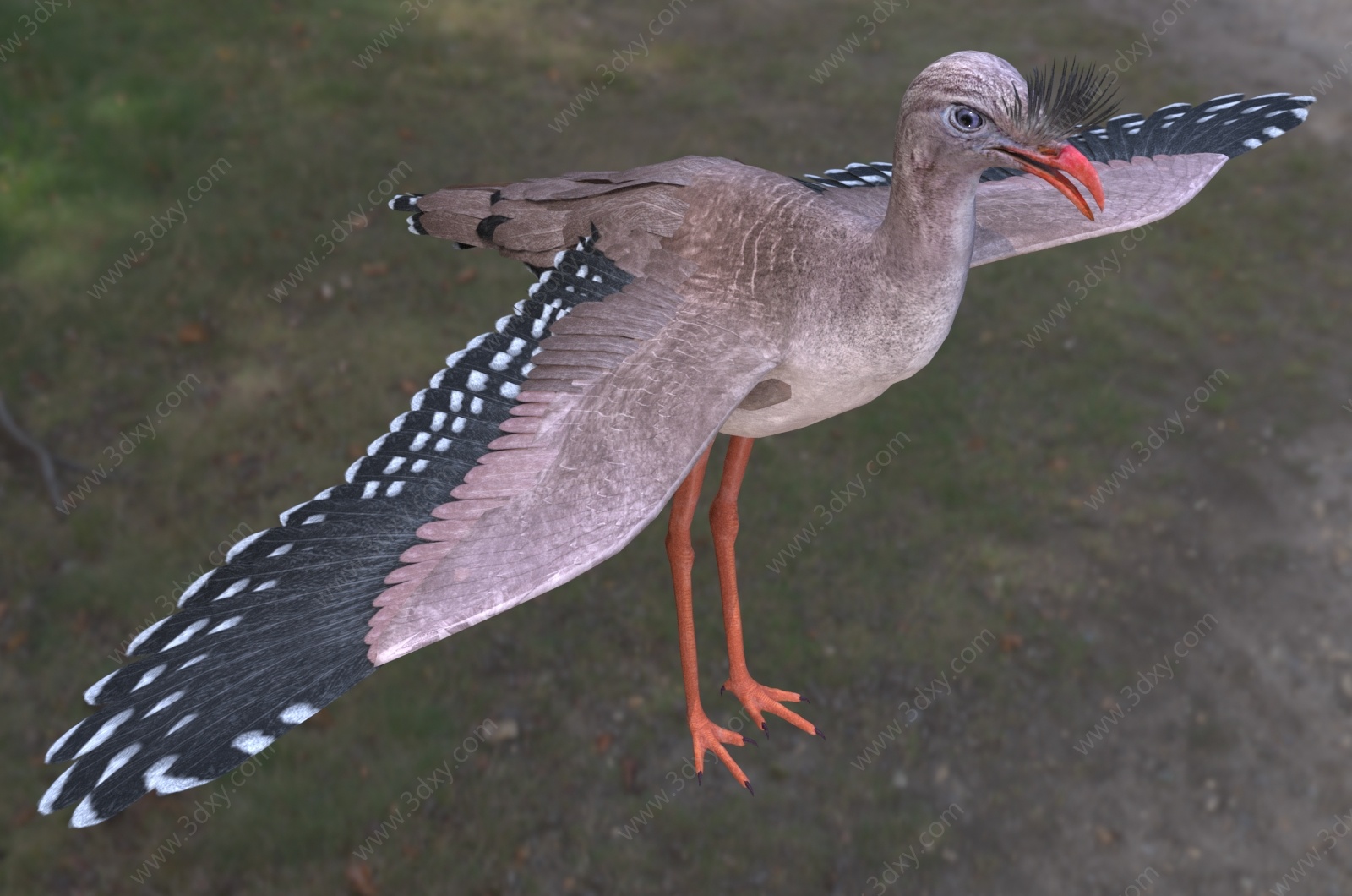 红腿叫鹤叫鹤科鸟类动物3D模型