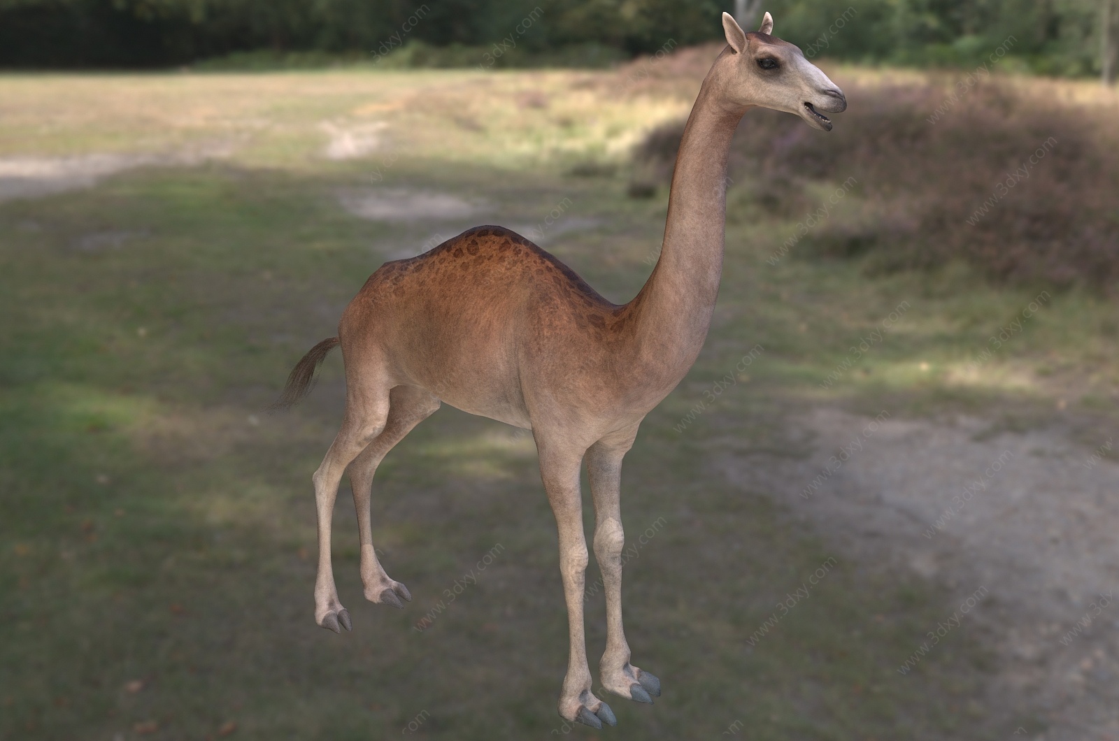 长颈鹿骆驼古骆驼高驼动物3D模型