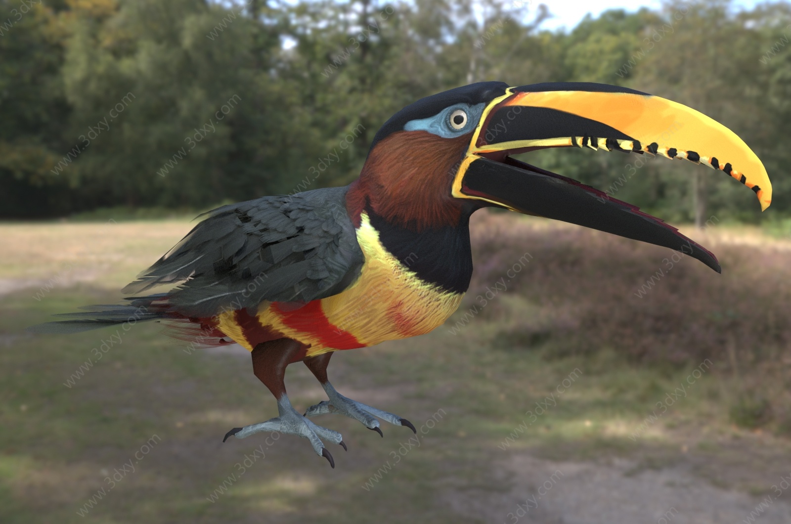 栗耳簇舌巨嘴鸟3D模型