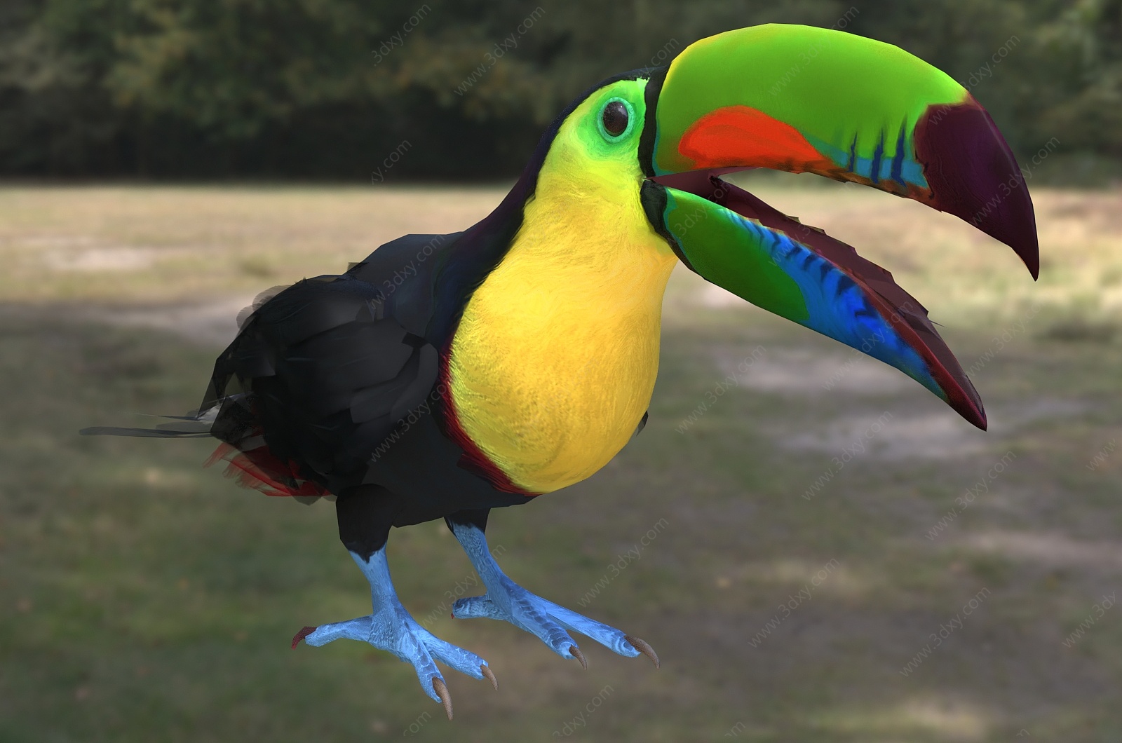 彩虹巨嘴鸟厚嘴巨嘴鸟3D模型