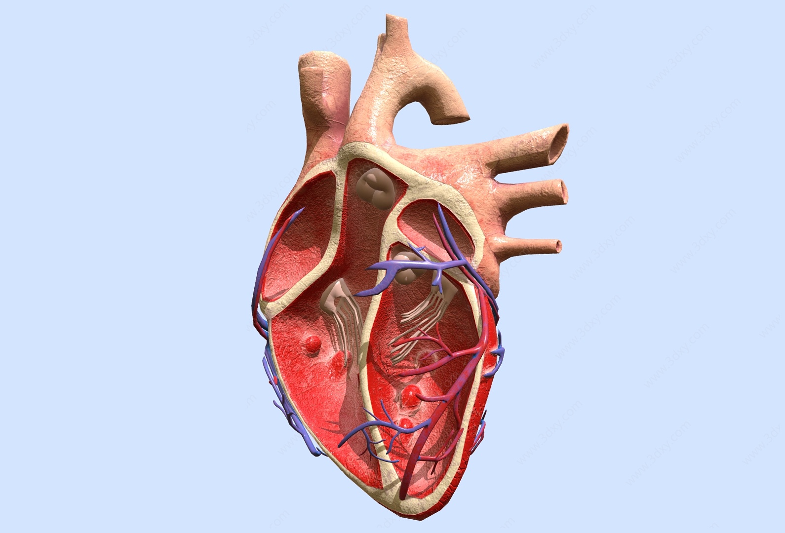 心脏解剖模型医用器材心脏3D模型