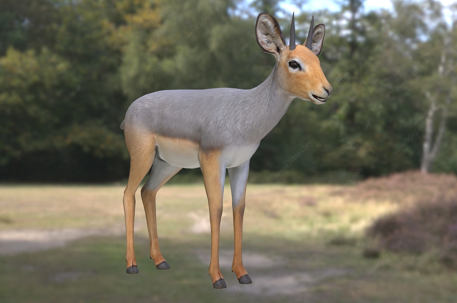 非洲小羚羊野生动物生物3D模型
