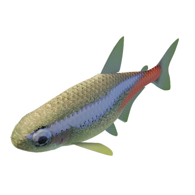 青鱼3D模型