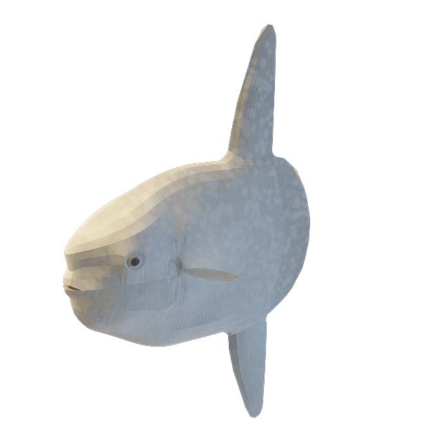 白鲸鱼3D模型