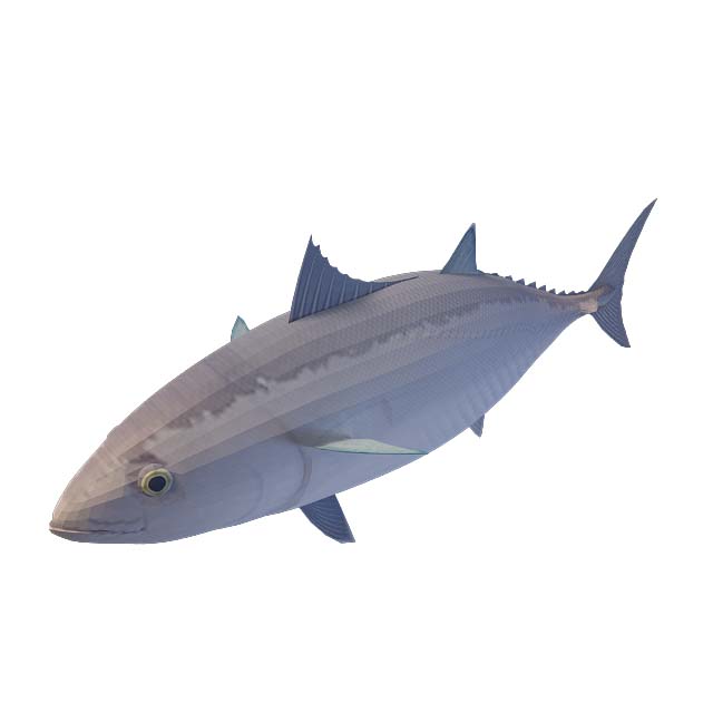 海洋鱼3D模型