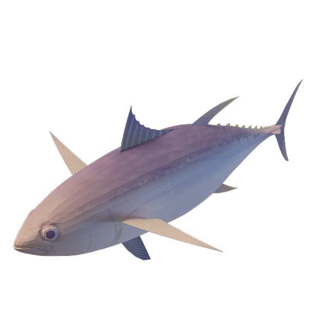 大肚鱼3D模型
