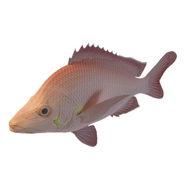 红色小鱼3D模型