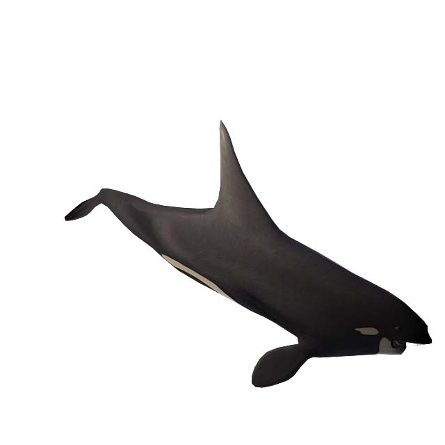 黑鱼3D模型