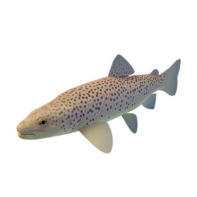 热带斑点鱼3D模型