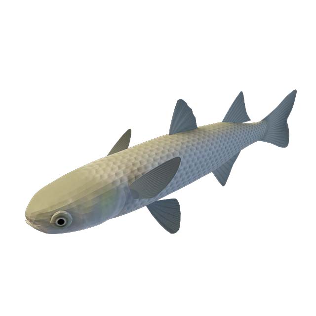 大头鱼3D模型