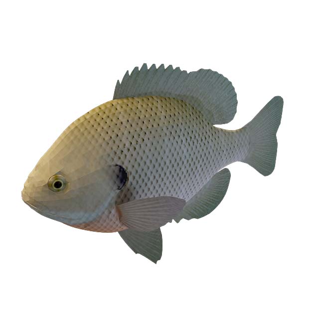 扁平鱼3D模型