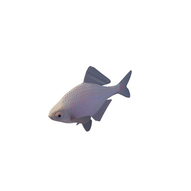 鱼类3D模型