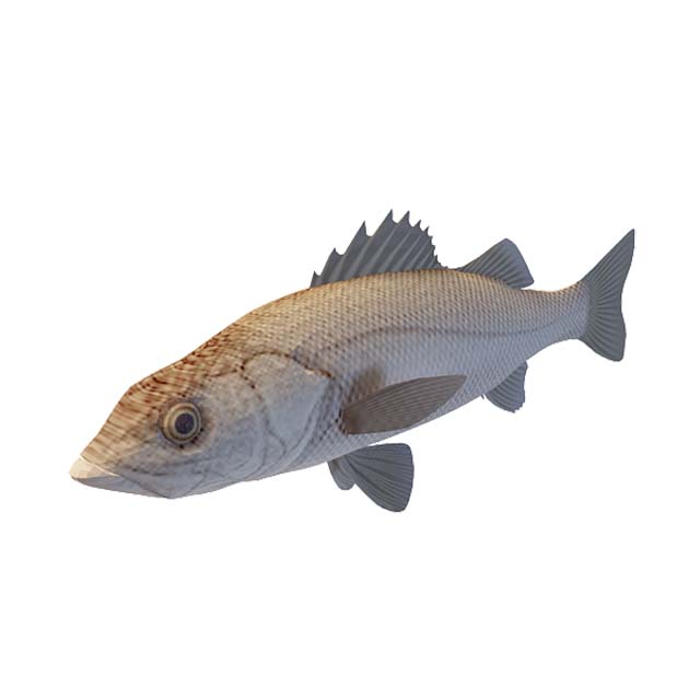 黄立鱼3D模型