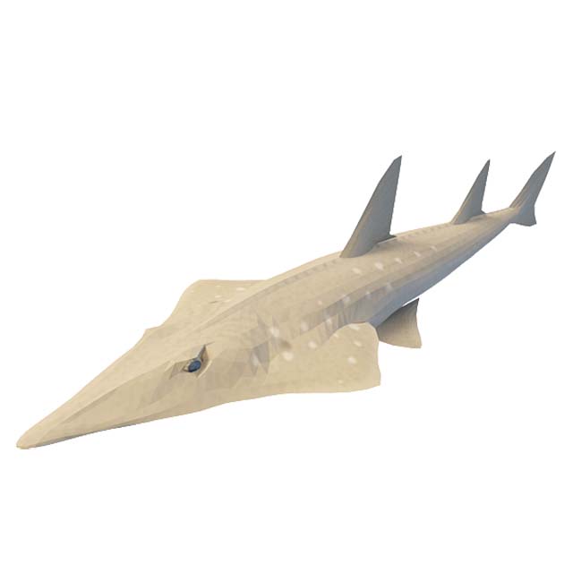 尖嘴鱼3D模型