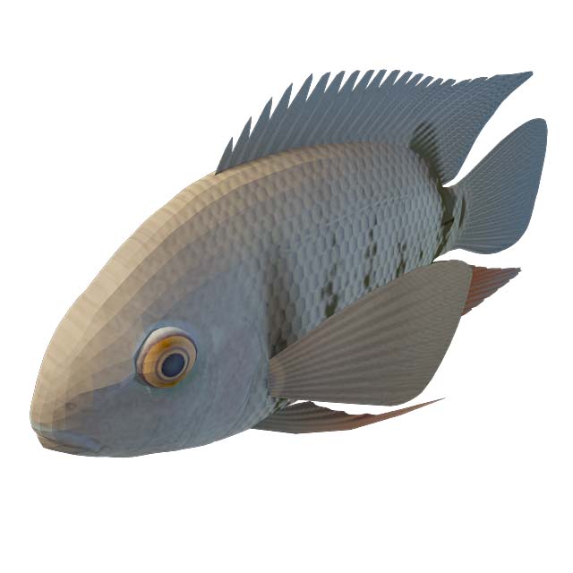 水栖动物3D模型