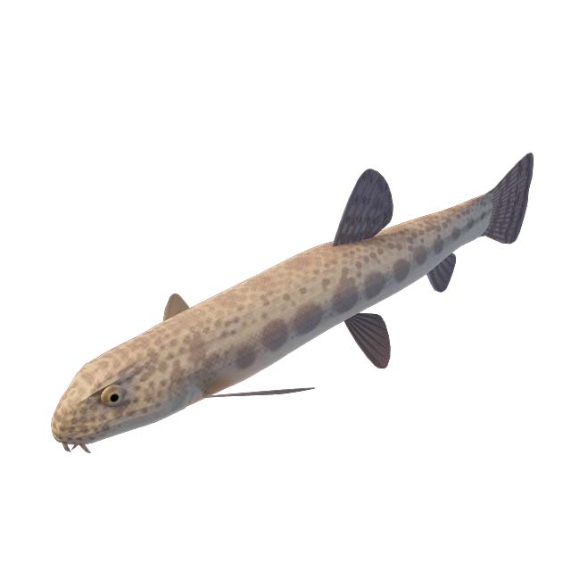 长条海鱼3D模型
