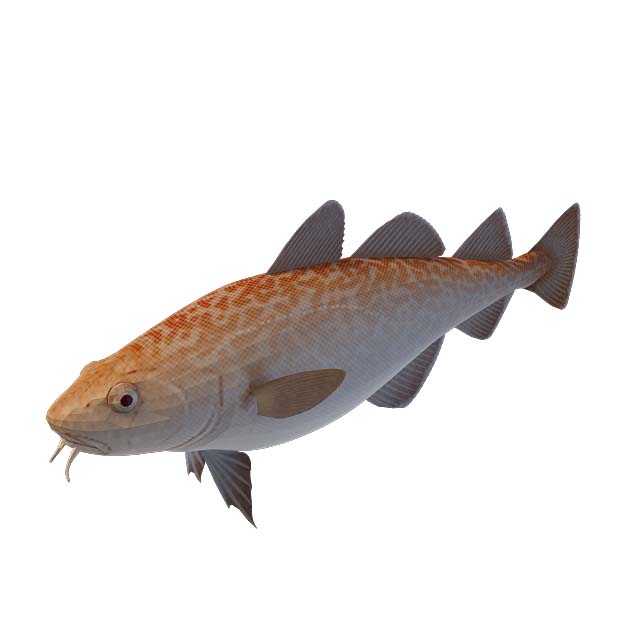 斑点鱼3D模型