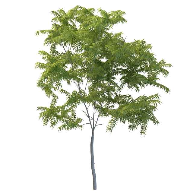 室外树木3D模型