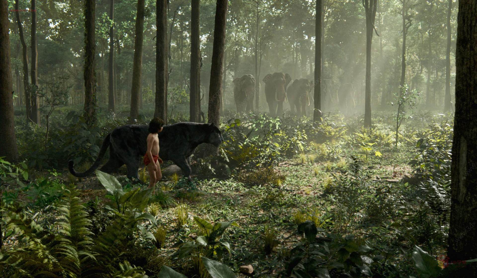 电影《奇幻森林》The Jungle Book(2016) 与森林共舞