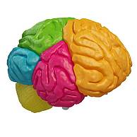 大脑3D模型3d模型