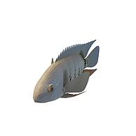 罗非鱼3D模型3d模型