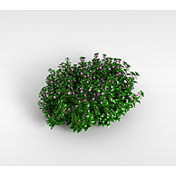 粉色小花植物3D模型3d模型