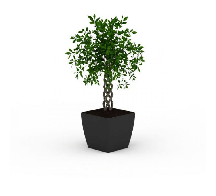3d小树盆栽模型 小树盆栽3d模型下载 3d小树盆栽模型免费下载
