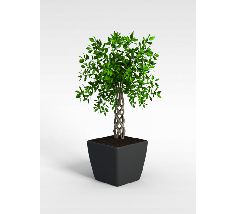 3d小树盆栽模型 小树盆栽3d模型下载 3d小树盆栽模型免费下载