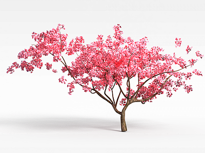 梅花树3d模型