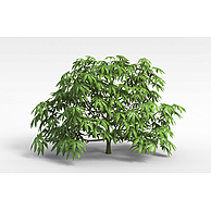 针叶树3D模型3d模型