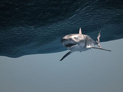 海底世界鲨鱼3d模型3d模型