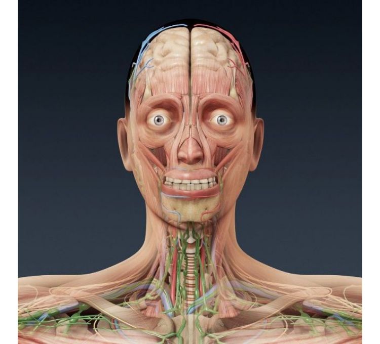 3d人体模型 人体3d模型下载 3d人体模型免费下载
