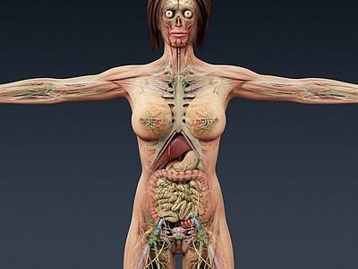 人体3d模型3d模型