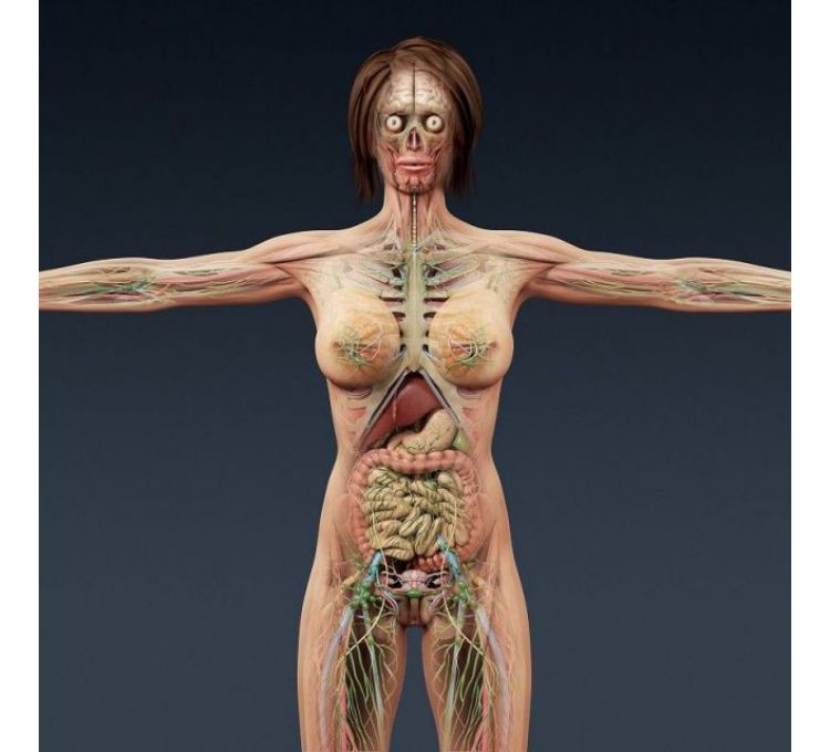 3d人体模型 人体3d模型下载 3d人体模型免费下载