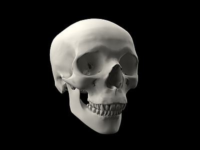 人类头骨骷髅头3d模型3d模型