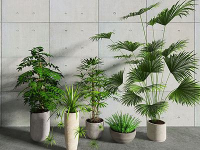 植物盆栽组合3d模型3d模型