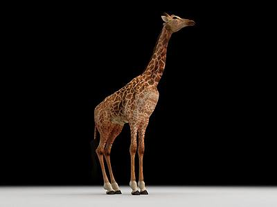 长颈鹿3d模型3d模型