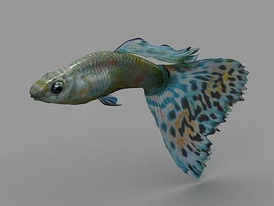 孔雀鱼3d模型3d模型