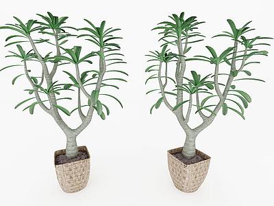 现代装饰植物3d模型3d模型