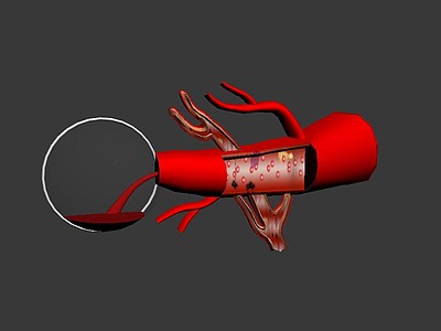 解剖血管壁3d模型3d模型