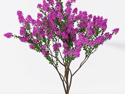 现代紫薇树模型3d模型